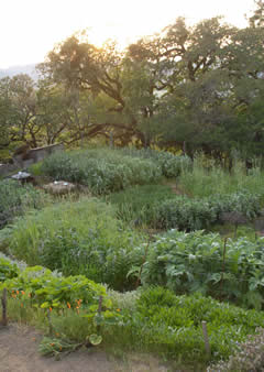 The Jeavons Center mini-farm, which has many trees surrounding it. Photo credit - Cynthia Raiser Jeavons